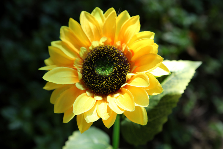 Mol-06003 Lumières solaires extérieures (9)